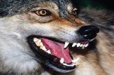 حمله گرگ های گرسنه به دانش آموزان